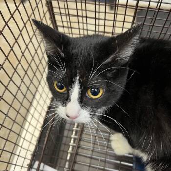 Domestic Short Hair Cats Available for Adoption in Galveston, Texas - Susan Hayward | PetCurious