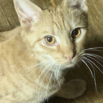 Rescue Domestic Short Hair Cats for Adoption in Danville, Kentucky - Bus | PetCurious