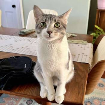 Rescue Domestic Short Hair Cats for Adoption in Plainfield, Illinois - Fiyero | PetCurious