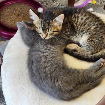 PJ / Blue Jean -  Domestic Short Hair Cat for Adoption in Minneapolis, Minnesota - PJ / Blue Jean | PetCurious