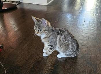 Rescue Domestic Short Hair Cats for Adoption in Charlotte, North Carolina - Luna | PetCurious