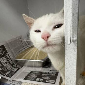 Princess Azula -  Domestic Short Hair Cat for Adoption in Dover, New Hampshire - Princess Azula | PetCurious