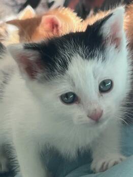 DOT -  American Shorthair Cat for Adoption in Pinedale, Wyoming - DOT | PetCurious