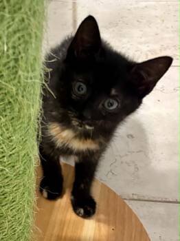Billie Jean -  Domestic Short Hair Cat for Adoption in Overland Park, Kansas - Billie Jean | PetCurious