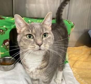 Merida -  Domestic Short Hair Cat for Adoption in Wheaton, Illinois - Merida | PetCurious