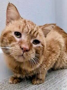 Domestic Short Hair Cats Available for Adoption - Flash | PetCurious