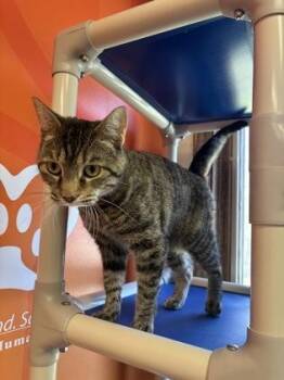 Domestic Short Hair Cats Available for Adoption - Ivy | PetCurious