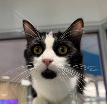 Ludwig -  Domestic Short Hair Cat for Adoption in Golden, Colorado - Ludwig | PetCurious