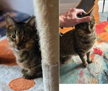 Domestic Short Hair Cats Available for Adoption - Benson | PetCurious