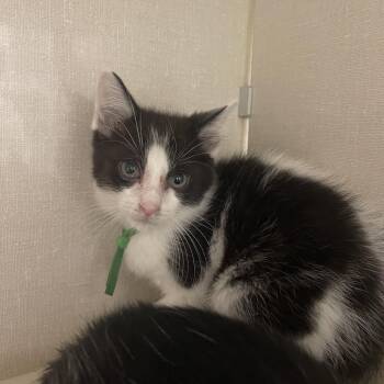 Dash -  Domestic Medium Hair Cat for Adoption in Mentor, Ohio - Dash | PetCurious