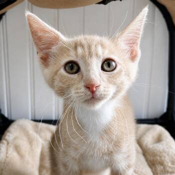 Flag -  Domestic Short Hair Cat for Adoption in Pontiac, Michigan - Flag | PetCurious
