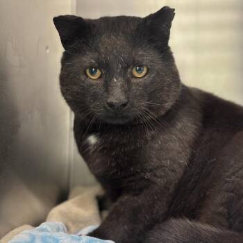 Domestic Short Hair Cats Available for Adoption in Spring Hill, Kansas - Kitty From Oz Needs Name | PetCurious