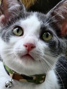 Rescue American Shorthair Cats for Adoption in Rochester, New York - Rain | PetCurious