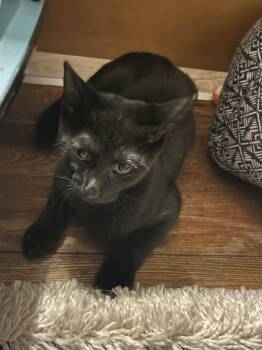 Domestic Short Hair Cats Available for Adoption in East Hartford, Connecticut - Tokyo | PetCurious