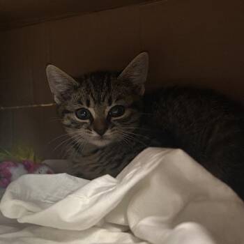 Domestic Medium Hair Cats Available for Adoption in Charleston, West Virginia - Fried Pickle | PetCurious