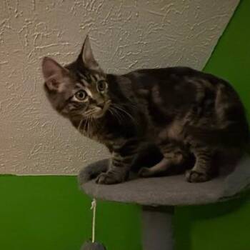 Wyatt Earp -  Domestic Short Hair Cat for Adoption in Medina, Ohio - Wyatt Earp | PetCurious