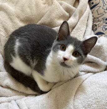 Pommelo -  Domestic Short Hair Cat for Adoption in Little Rock, Arkansas - Pommelo | PetCurious