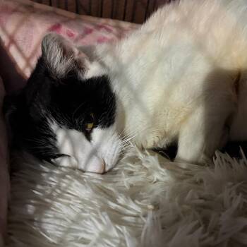 Domestic Short Hair Cats Available for Adoption in Pleasanton, California - Silvy | PetCurious