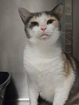 Rowena -  Domestic Short Hair Cat for Adoption in Vancouver, Washington - Rowena | PetCurious