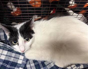 Domestic Short Hair Cats Available for Adoption in San Bernardino, California - HOLLY | PetCurious