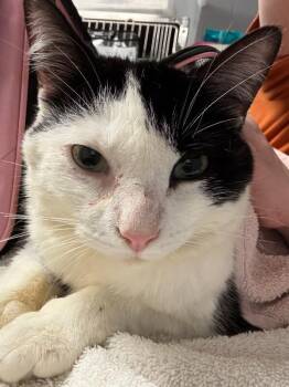 Robin (Actual) -  Domestic Short Hair Cat for Adoption in Cincinnati, Ohio - Robin (Actual) | PetCurious