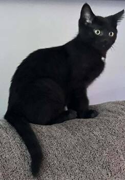 Whiskey -  Domestic Short Hair Cat for Adoption in Mississauga, Ontario - Whiskey | PetCurious