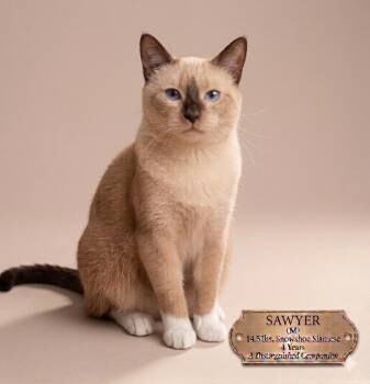 Sawyer - Sweet and affectionate -  Domestic Short Hair and Siamese Cat for Adoption in Muskego, Wisconsin - Sawyer - Sweet And Affectionate | PetCurious