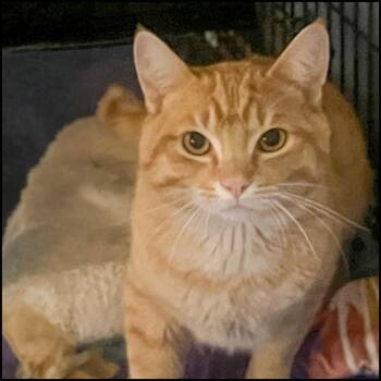 Domestic Short Hair and Tabby Cats Available for Adoption in Roswell, Georgia - Outlander | PetCurious