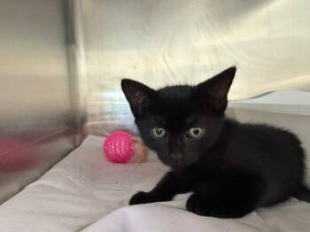 Nightshade -  Domestic Short Hair Cat for Adoption in Pomona, New York - Nightshade | PetCurious
