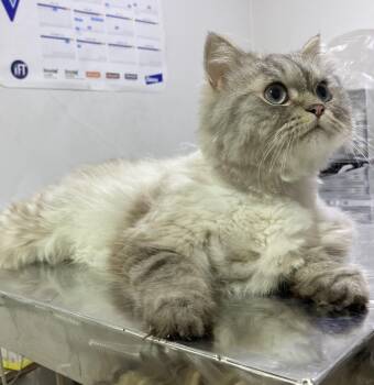 Zeus -  Ragdoll Cat for Adoption in Toronto, Ontario - Zeus | PetCurious