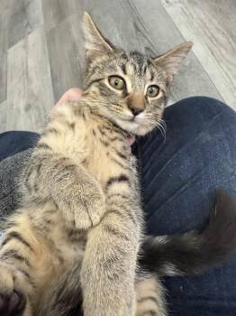 Rescue Tiger Cats for Adoption in West Lafayette, Indiana - Kirby | PetCurious