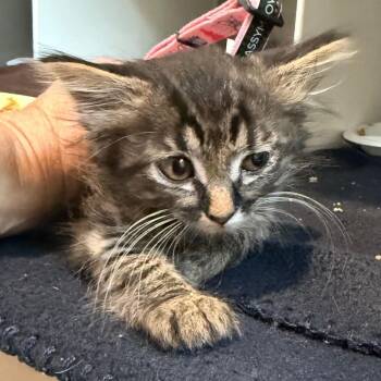 Hermione -  Domestic Medium Hair Cat for Adoption in Cedaredge, Colorado - Hermione | PetCurious