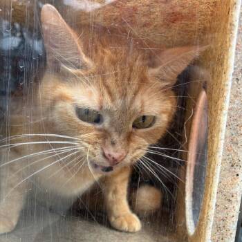 Pony Boy -  Domestic Short Hair Cat for Adoption in Philadelphia, Pennsylvania - Pony Boy | PetCurious