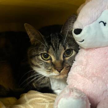 Domestic Short Hair Cats Available for Adoption - Spirit | PetCurious