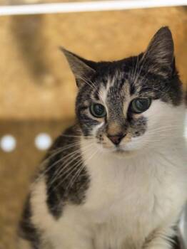 Domestic Short Hair Cats Available for Adoption in Kent, Washington - BARN CAT ORCHID | PetCurious
