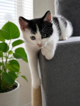 Leonardo MD (polydactyl) -  Domestic Short Hair Cat for Adoption - Leonardo MD (polydactyl) | PetCurious