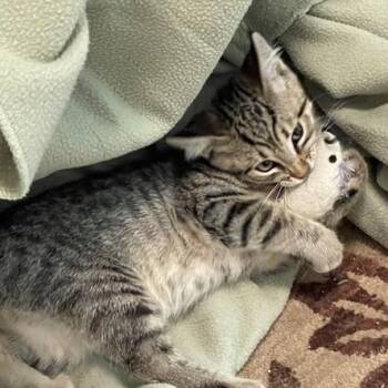 Geordi - Sweet and Fun -  Tabby Cat for Adoption in Hoquiam, Washington - Geordi - Sweet And Fun | PetCurious