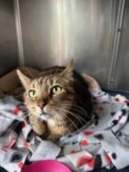 Rescue Domestic Short Hair Cats for Adoption in Manitowoc, Wisconsin - Willow | PetCurious