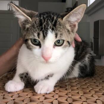 Oscar -  American Shorthair Cat for Adoption in Freeport, Florida - Oscar | PetCurious