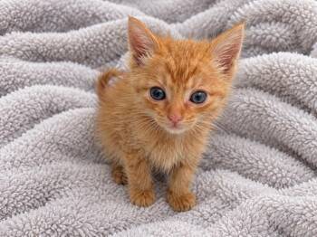 Velcro -  Domestic Short Hair Cat for Adoption in Brewster, New York - Velcro | PetCurious