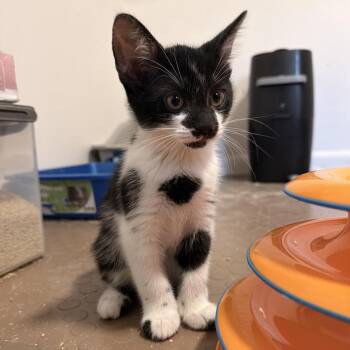 Domino -  Domestic Short Hair Cat for Adoption in Bel Air, Maryland - Domino | PetCurious