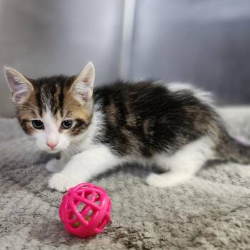 Liam -  Domestic Short Hair Cat Available for Adoption in Dixon, Illinois - Liam | PetCurious