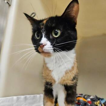 Moxie -  Domestic Short Hair Cat for Adoption in Zanesville, Ohio - Moxie | PetCurious