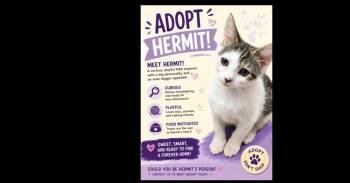 Hermit -  Domestic Short Hair and Tabby Cat for Adoption in Ruskin, Florida - Hermit | PetCurious