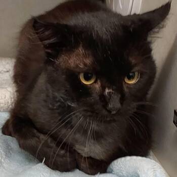 Gill -  Domestic Short Hair Cat for Adoption in Dayton, Ohio - Gill | PetCurious