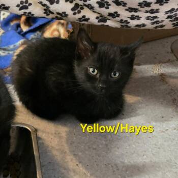 Hayes (yellow) -  Domestic Short Hair Cat for Adoption in Belfair, Washington - Hayes (yellow) | PetCurious