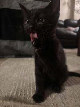 Domestic Short Hair Cats Available for Adoption in Fairfax, Virginia - Bagheera | PetCurious