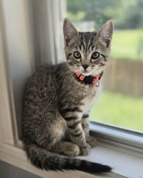 Woolly Worm -  Domestic Short Hair Cat for Adoption in Fishers, Indiana - Woolly Worm | PetCurious