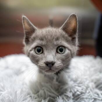 Billy Boss -  Domestic Short Hair Cat for Adoption in Gainesville, Georgia - Billy Boss | PetCurious