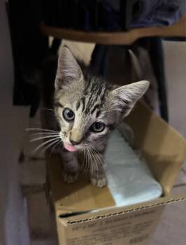 Rescue Tabby and Domestic Short Hair Cats for Adoption in Deltona, Florida - Oogie Boogie | PetCurious